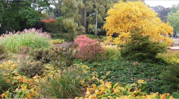 Planten un Blomen - Herbst - Die Blätter der Funkien (Hosta) sind gelb, die Gräser haben Blütenstände. Einige Farnarten wirken noch frisch. Der Laubbaum strahlt ...
